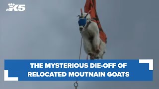 What caused the dieoff of hundreds of relocated mountain goats in the North Cascades [upl. by Berardo]