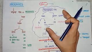 What is Jaundice  Causes  metabolism Pathology  pathogenesis amp treatment  PART 1 [upl. by Sura]