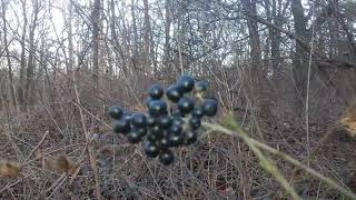 Biljke SrbijeObična kalina Ligustrum vulgare [upl. by Josepha]