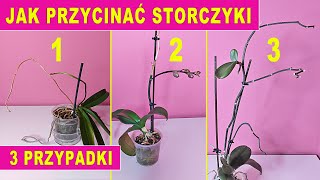 Jak Przyciąć Storczyki po Kwitnieniu  Jak dbać o storczyki dla POCZĄTKUJĄCYCH [upl. by Andra]