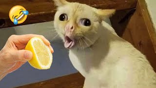 Ultimate Funny Cats and Dogs 😻🐶 Funniest Animals 😂 Part 10 [upl. by Alonzo]