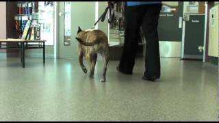 Dog Cruciate Ligament Surgery Brooklyn Recovery Assessment [upl. by Ardeen]