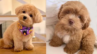 Cutest Toy Poodle Puppies Videos Compilation 2 [upl. by Amis305]