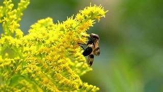 Pellucid Fly Visits Canada Goldenrod Flowers 240fps シロスジベッコウハナアブ♀がセイタカアワダチソウに訪花吸蜜｜スローモーション [upl. by Sivrad]