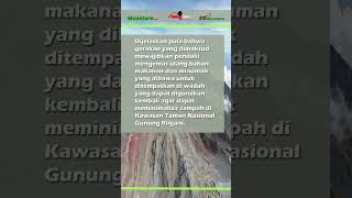 Rinjani Zero Waste Diterapkan 2025 mounture rinjani gunungrinjani nature [upl. by Daugherty]