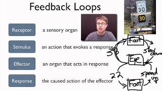 Elements of a Feedback Loop [upl. by Peih]