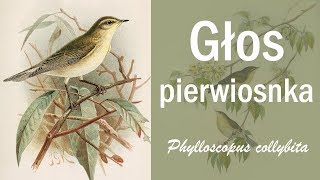 Głos pierwiosnka zwyczajnego Phylloscopus collybita [upl. by Gitlow]