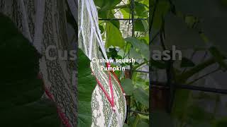 Cushaw squash pumpkin on cattle panel trellis [upl. by Nywroc79]