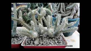 Pachypodium horombensis  Picous Vidéo 829  2022 [upl. by Nivle]