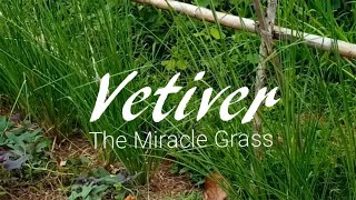 Vetiver The Miracle Grass [upl. by Sill]