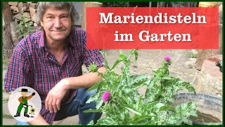 Mariendistel im Garten [upl. by Amaryl]