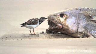 Ruddy Turnstones Big Dinner [upl. by Sutphin334]