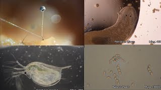 The Amazing Microscopic World [upl. by Annovoj]