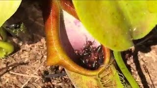 EATEN ALIVE ANTS VS PLANTS  CARNIVOROUS PLANT TAKES ON A HUGE ANTS NEST [upl. by Walczak]