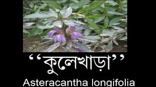 কুলেখাড়া  Hygrophila auriculata [upl. by Farro]