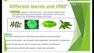 Ch 6 The World of Plants Grade 3 EVS [upl. by Peoples]