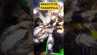 🕸💯💛💯🕸INDIAN ORNAMENTAL TARANTULA💯FRESH MOLTED💯 tarantula molting beauty nature [upl. by Crespo206]