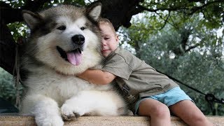 Adorable Alaskan Malamute playing with kids  Dog Loves Baby Compilation [upl. by Feldstein85]