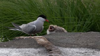 Oisillons Sternes Pierregarin en alimentation  Common Tern chick feeding [upl. by Gibb332]