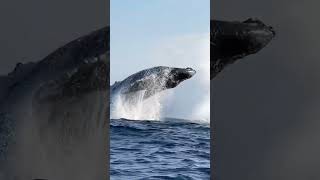 Humpback whales breach water in Hawaii 🐳😲🌊 shorts [upl. by Hanimay916]