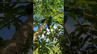 Papaya grande y papaya chica cosecha nature plantasapaya papaya [upl. by Lemuela109]