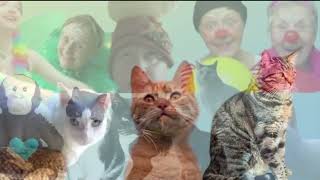 SINT EN POEZEN NIEUWS Sint sinterklaas pieten kinderen clown clowns katten dieren journaal [upl. by Terrilyn]