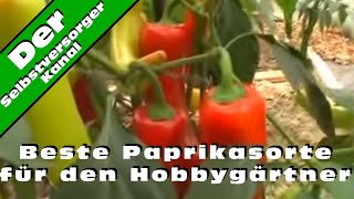 Beste Paprikasorte für den Hobbygärtner [upl. by Nytram]