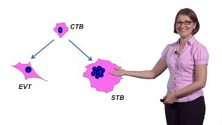 Mana Parast UCSD 2 Modeling Placental Development [upl. by Haelam919]