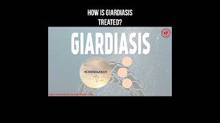 How is giardiasis treated giardia giardiasis parasite helminth [upl. by Ausoj]