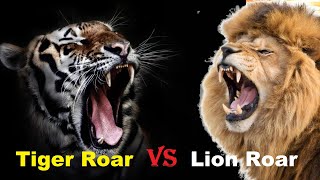 Tiger Roar VS Lion Roar  Tiger Roar VS Lion Roar Which is The Best [upl. by Elianora769]