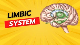 Limbic system [upl. by Townsend]