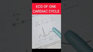 ECG of one Cardiac Cycle 🫀 One Shot on One Chart 🔥 ecg cardiaccycle shorts shortsfeed viral [upl. by Ulberto616]