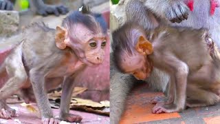 Injured baby monkey emaciated in pain and hungry searching for food in the hope of survival [upl. by Myrtia]