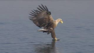 Sielmanns heimische Tiere  Der Seeadler [upl. by Anaeco271]