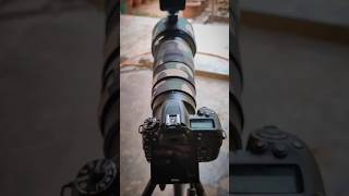 Nikon D7500 with GoPro 10 Mounted on Hood  All set for backyard bird photography wildlife nikon [upl. by Siloa270]