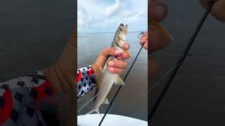 Everglades fishing urbanfloridafishing fishing saltwaterfishing evergladesfishing [upl. by Bobbye]