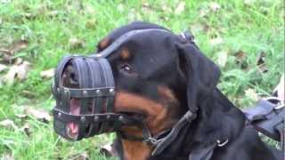 Wonderful dog muzzle for Rottweiler of outstanding quality and reliability [upl. by Tattan]