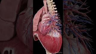 3d anatomy of the heart and diaphragm anatomy meded science [upl. by Eixam]