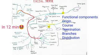 FACIAL NERVE ANATOMY [upl. by Shaia]