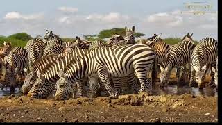 Zebra Take Over Ol Donyo For Ten Minutes [upl. by Mitzie]