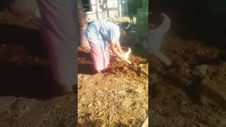 athukupakkamjayapriya tamil song agriculturefarming [upl. by Childs375]