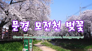 모전천 벚꽃 Cherry blossems in Mojeoncheon [upl. by Ahseel]