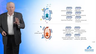 How Neurotransmitters Are Transported Psychotropic Transporters [upl. by Htebazil]