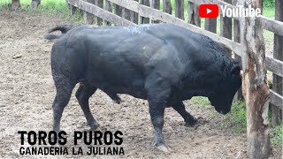 Llegada de los toros puros a la Ganadería La Juliana de los Hnos Cumplido Mendoza [upl. by Gilchrist]