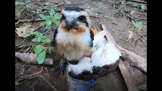 Collared Falconets Hunting Training 3 [upl. by Jonina]