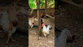 Loud chicken sounds birds birdsounds animalsounds [upl. by Cesaria772]