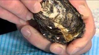 How to open Pacific Oysters  105 [upl. by Ainegul156]