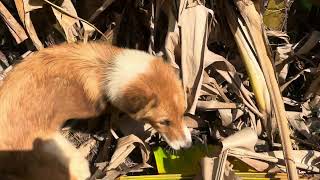 My dog find insect on clump tree banana [upl. by Enitsirhk]