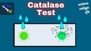 Catalase Test  Microbiology Lab [upl. by Yntrok]