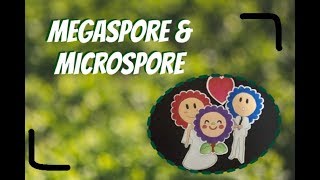 Megaspore amp Microspore [upl. by Leuqar]